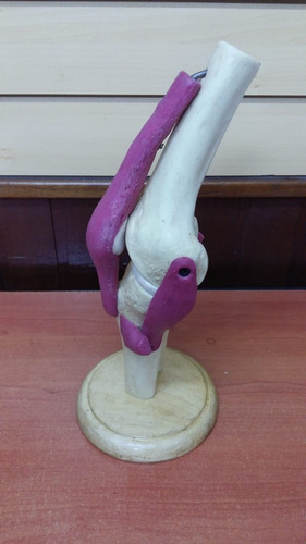 Imagen 3 de 5 de Modelo Didáctico Articulación Flexible De Rodilla