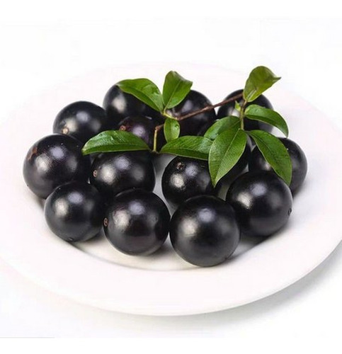 Jabuticaba Hibrida 1 Ano, Kit Com 20 Plantas , 25cm Altura