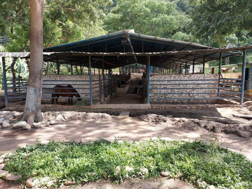 Imagen 6 de 29 de Finca Mixta + Manga De Coleo De 1 Ha En Guayabita En Turmero