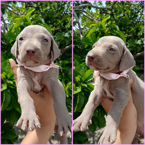 Cachorros Weimaraner