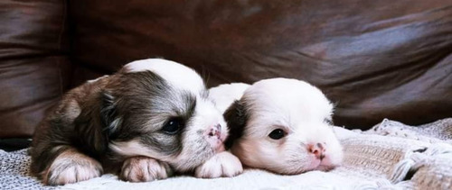 Imagem 1 de 1 de Lindos Ilhasa Apso Mini Ambos Macho