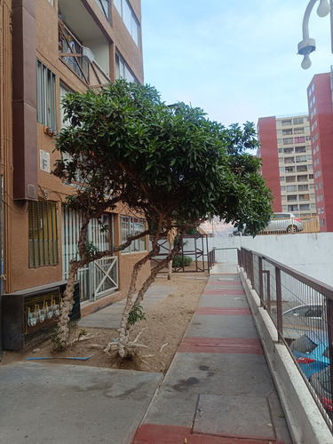 Arriendo Departamento En Iquique 2 Dormitorios