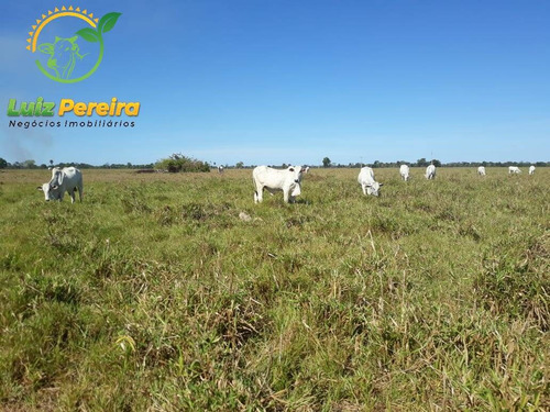 Imagem 2 de 15 de Fazenda À Venda No Vale Do Araguaia - To- De 2.594 Hectares (dupla Aptidão) - 1739