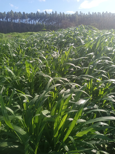 Área De Terra Com 12 Tarefas