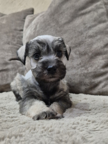 Schnauzer Barbon Amigable Machos Sal Y Pimienta