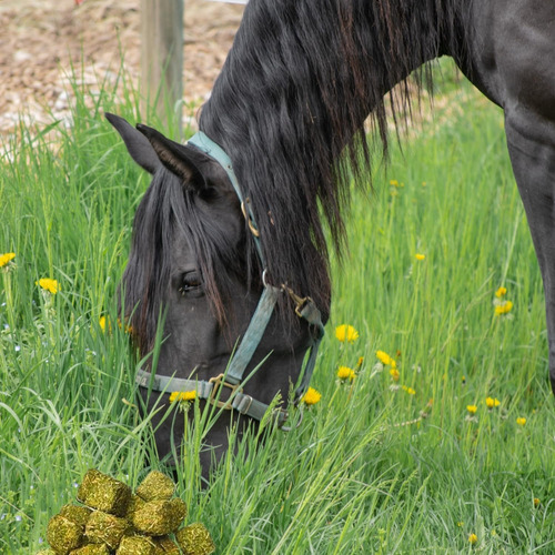 Cubos De Alfalfa Alimento P/ Caballo Evergreen- 50lbs / 23kg