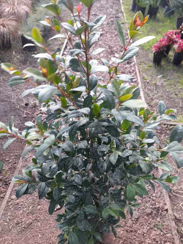 Eugenia Arbusto 80 Cm Crecimiento Rápido Para Cerco Deco