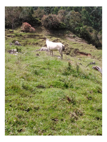 Imagen 13 de 19 de Finca Vocacion Aguacate Hass Y Otros En Jardin