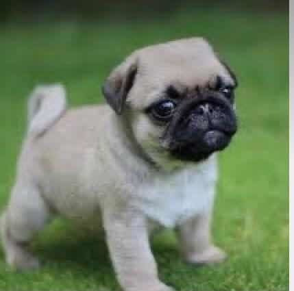 Imagem 4 de 5 de Filhote Pug