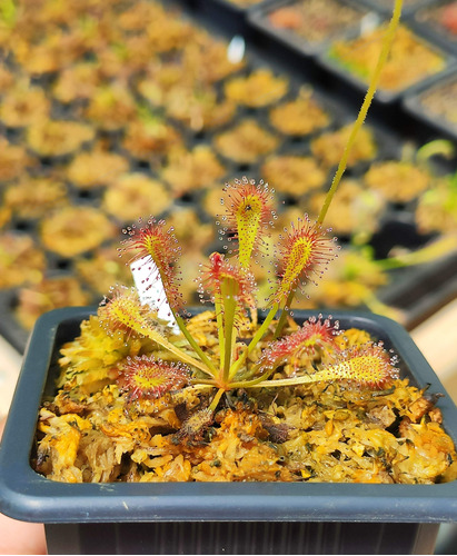 Drosera Nidiformis - Planta Carnivora