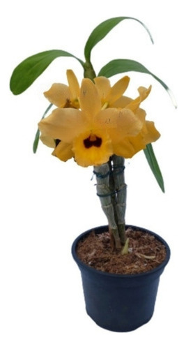 Orquídea Dendrobium Flor Amarela Planta Adulta N 25 