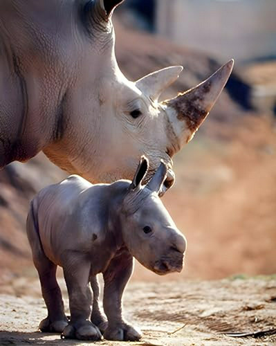 Cuadro De Arte De Madre Rinoceronte Y Su Bebé Blanco (16x20)