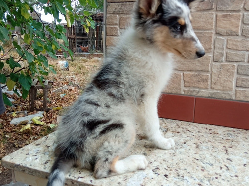 Imagen 2 de 10 de Cachorros Rouh Collie Color Blue Merle - En Cuotas!