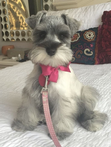 Schnauzer Mini Sal&pim, Neg Y Pla, Negro, Blanco, Lidia Sico