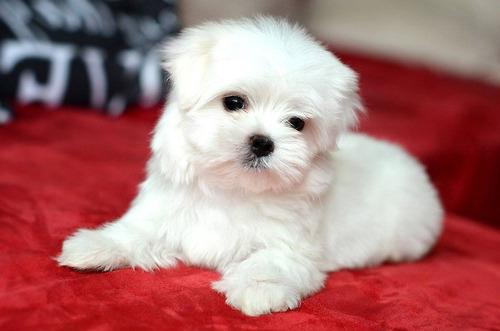 Cachorros Bichon Maltes Raza Pequeña - No Botan Pelo