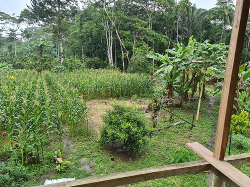 Imagen 4 de 14 de Linda Finca 32 Hectáreas Jambelí - Lago Agrio - Oriente