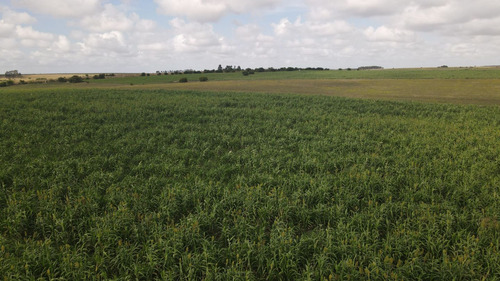 Campo En Venta De 150 Ha Agrícola Ganadero En Florida (ref: Atm-7901)