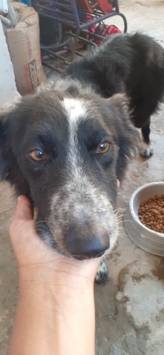 Imagem 2 de 4 de Cachorro De Raça Border Collie