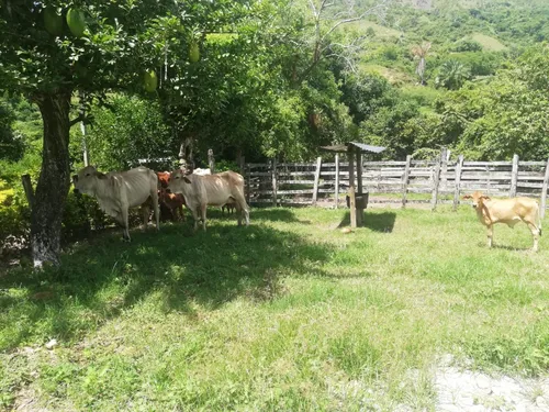 Finca Ganadera Con Nacimiento De Agua Propio
