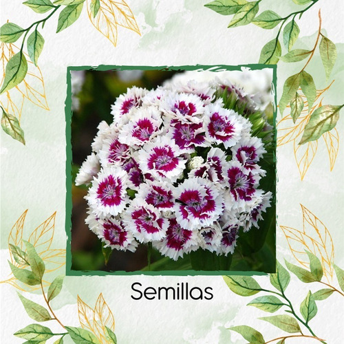 1.500 Semillas De Dianthus Barbatus + Obsequio Germinación