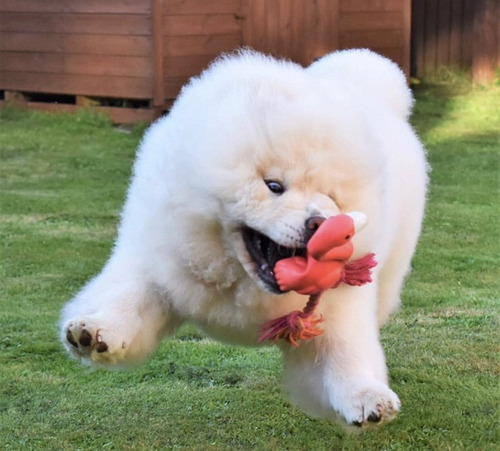 Cachorros Chow Chow Los Mas Bellos Del Sitio