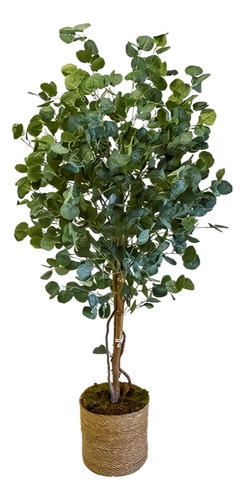 Planta Eucalyptus Gunnii Cuidados