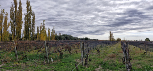 Finca, Bodega Artesanal Y Casa En San Rafael, Medoza.