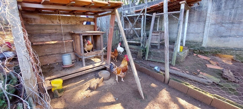 Imagem 5 de 14 de Chacara 1.250m2 A Venda Em Pinhalzinho Sp