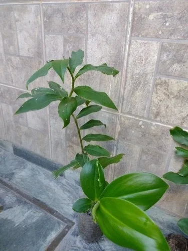 2 Plantines Costus Barbatus Jengibre Espiral Ornamental
