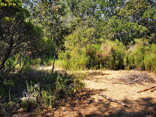 Sitio En Venta En Pelluhue