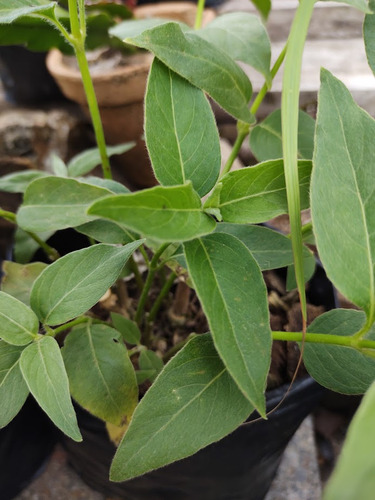 1 Muda De Ginseng 40 Cm Orgânico