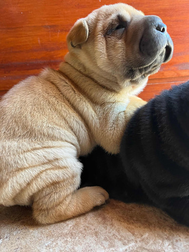 Cachorro Sharpei