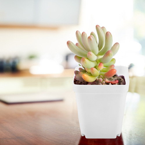 Macetas Cuadradas Para Plantas Suculentas, 20 Unidades, Mini