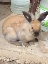 Comprar Conejos Raza León