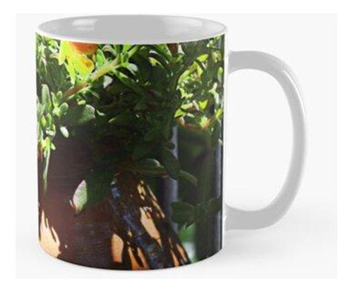 Taza X4 Urna. Calidad Premium