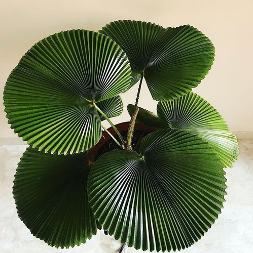 Licuala Exótica Tropical
