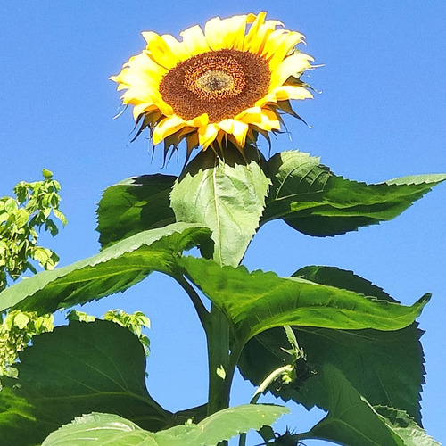Mix Girasoles 4 Variedades Sobre Semillas.