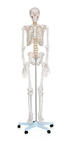 Esqueleto Humano Maqueta De Anatomia Biologia 180cm