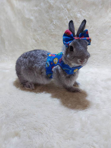 Roupa Pet Peitoral Para Mini Coelho, Coelho Anão Com Guia