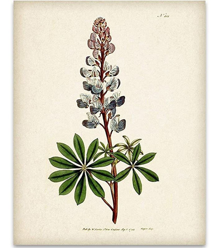 Texas Bluebonnet Illustration - 11x14 Unframed Art P