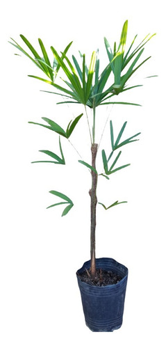 Raphis Excelsa Mac. 8 Lts. Alt. 1,60 Mts.