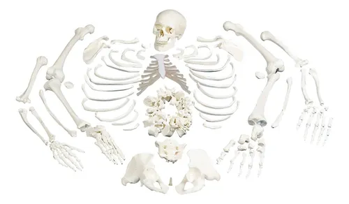 comprar 3b Scientific A05\u002F1 Esqueleto Humano Completo Desarticulado