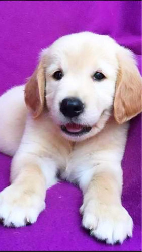 Imagen 1 de 2 de Perros Golden Retriever Cachorros