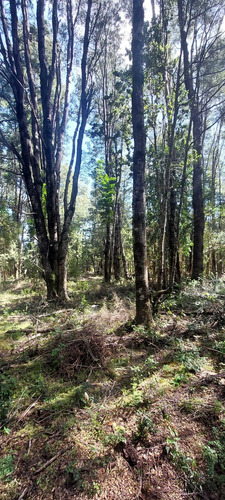 Venta Parcela Villarrica Altos De Pino Huacho (173215)