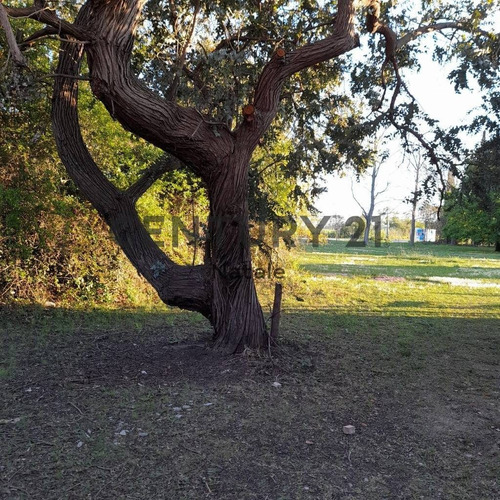 Imagen 3 de 5 de 21 Y 659.lote En Parque Sicardi