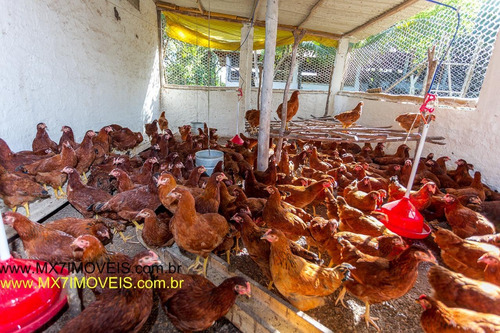 Imagem 9 de 15 de Sítio / Chácara Para Venda Em Mata De São João, Zona Rural, 10 Dormitórios, 3 Suítes, 9 Banheiros, 90 Vagas - 424_1-1401170