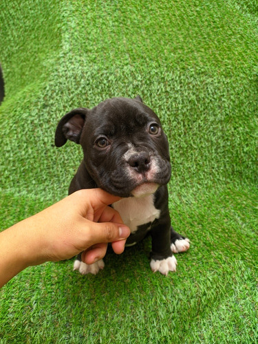 Imagen 3 de 5 de Exotic Bully 940545525 Cachorra Hembra