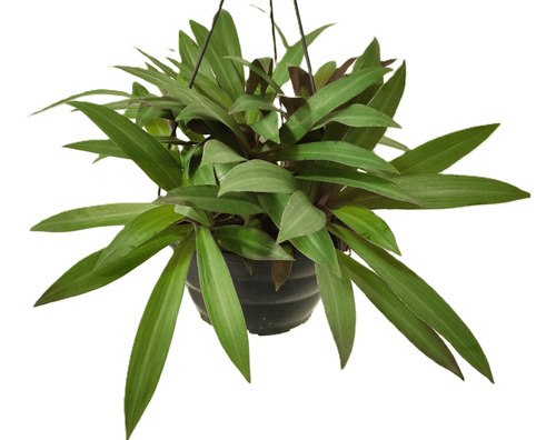 Planta Tradescantia Spathacea - Mini Rhoeo Abacaxi Roxo