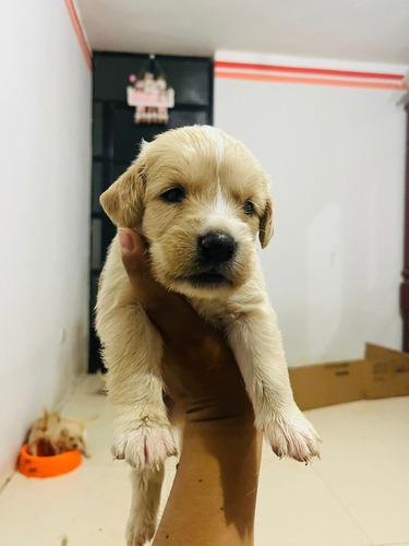 Cachorros Golden Retriever - Sullana