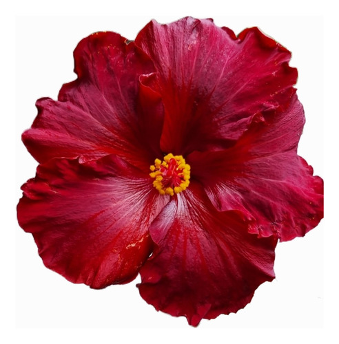Rosa China Hibiscus Rosa Sinensis -flor Simple-